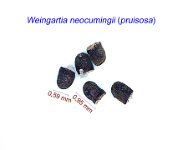 Weingartia neocumingii (pruinosa).jpg